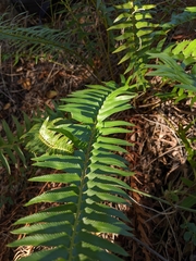 Polystichum imbricans