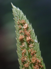 Polystichum imbricans
