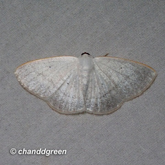 Lomographa claripennis