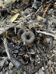 Craterellus calicornucopioides