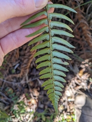Polystichum imbricans