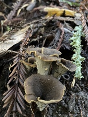 Craterellus calicornucopioides
