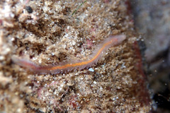 Phyllodocida