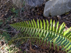 Polystichum imbricans