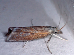 Neodactria luteolellus