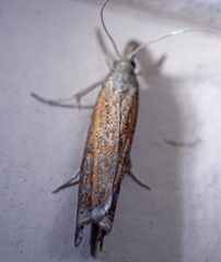 Neodactria luteolellus