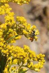 Sphecidae