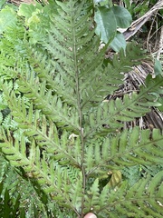 Pteris carsei