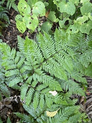 Pteris carsei
