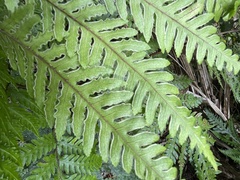 Pteris carsei