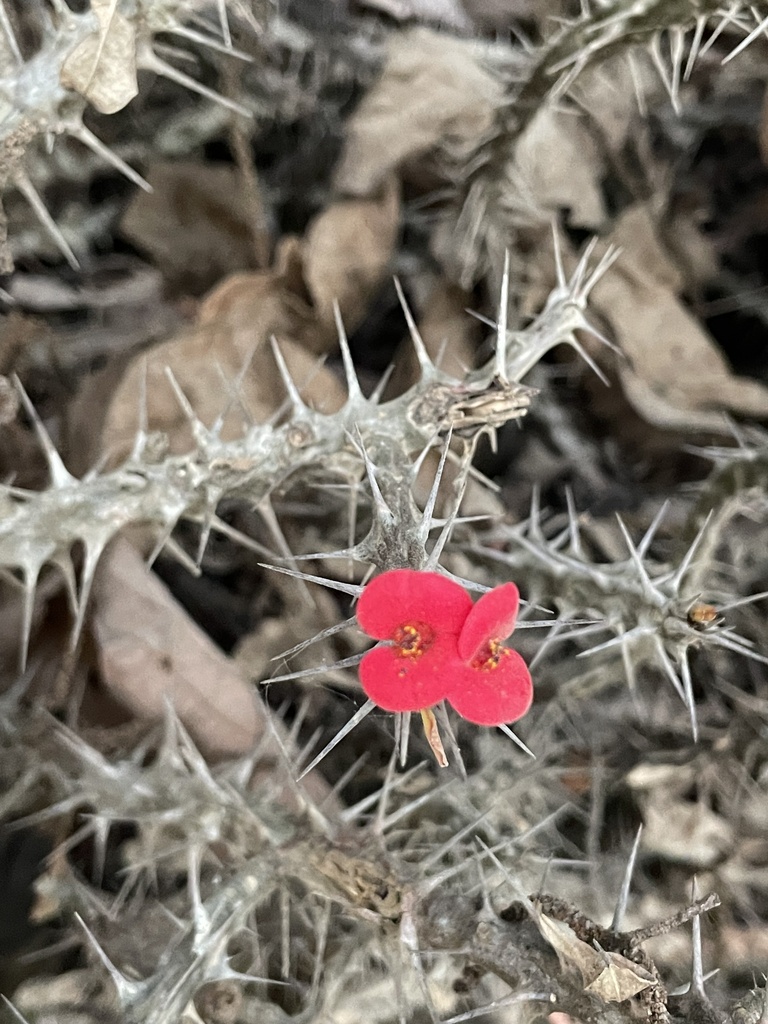 Euphorbia milii Des Moul.