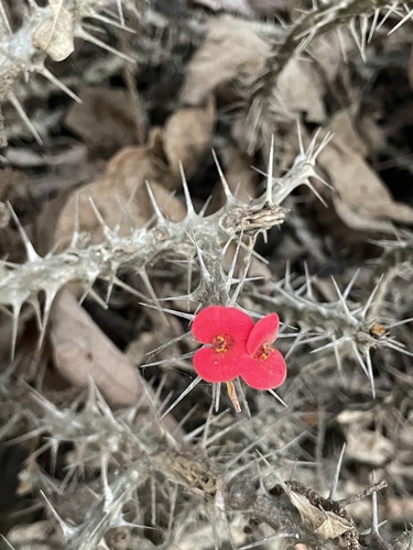 Euphorbia milii
