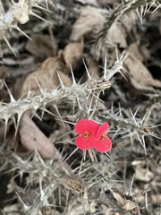 Euphorbia milii