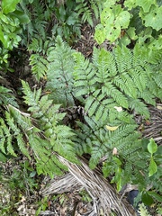 Pteris carsei