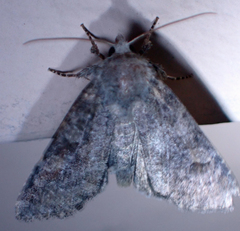 Xylenini