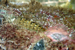 Rhyssoplax diaphora