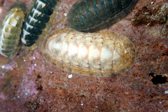 Ischnochiton cariosus