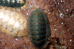 Ischnochiton australis