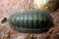 Ischnochiton australis