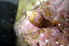 Prothalotia pulcherrima