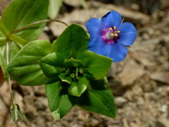 Lysimachia arvensis caerulea