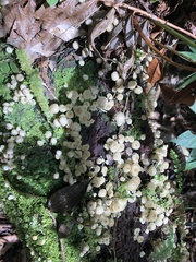 Favolaschia manipularis