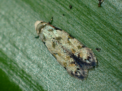 Endophthora pallacopis