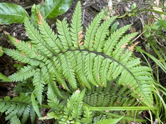 Polystichum wawranum