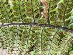 Polystichum wawranum