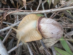 Megalobulimus