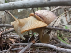 Megalobulimus