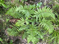 Polystichum wawranum
