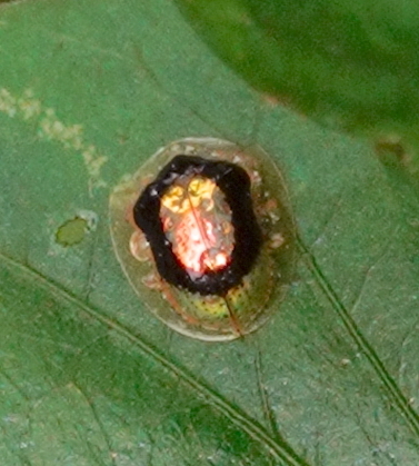 Microctenochira sertata
