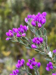 Comesperma retusum