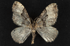 Xanthorhoe defensaria