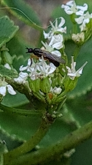 Gingidia montana