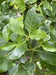 Coprosma macrocarpa