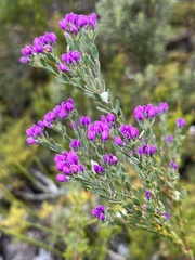 Comesperma retusum
