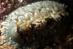 Rhyssoplax diaphora