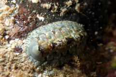 Rhyssoplax diaphora