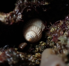 Nassarius perpinguis