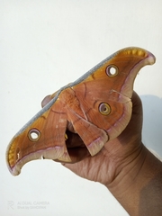 Antheraea paphia