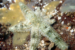 Allostichaster polyplax