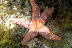 Uniophora granifera