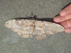 Lepidoptera