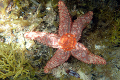 Uniophora granifera