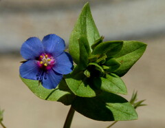 Lysimachia arvensis caerulea