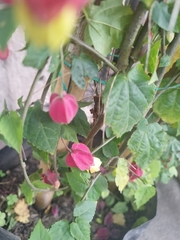 Callianthe megapotamica