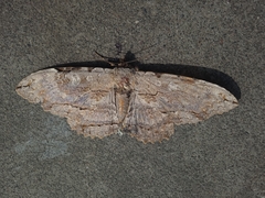 Lepidoptera