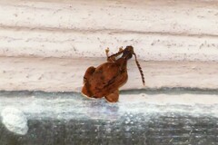 Bruchinae